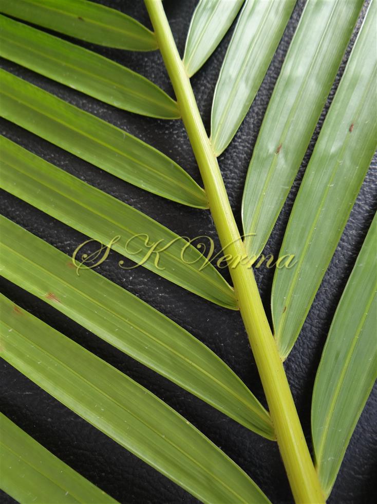 Leaf-Abaxial surface